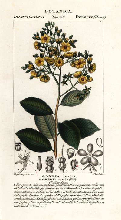 Gomphia nitida von Stanghi Stanghi