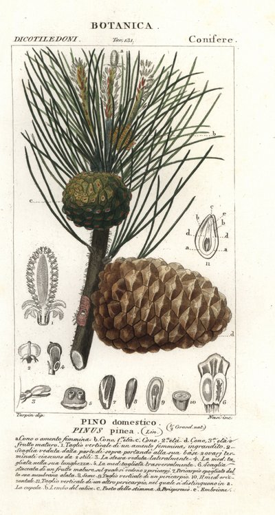 Italienische Steinkiefer, Pinus pinea, Pino domestico von Stanghi Stanghi