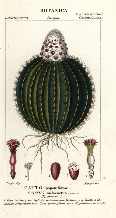 Melonenkaktus, Melocactus caroli-linnaei von Stanghi Stanghi
