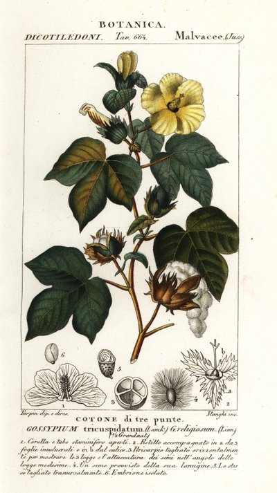Mexikanische Baumwolle, Gossypium hirsutum von Stanghi Stanghi