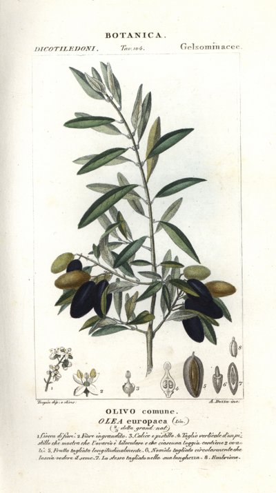 Olivenbaum, Olea europaea von Stanghi Stanghi