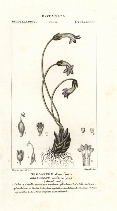 Einblütige Sommerwurz, Orobanche uniflora von Stanghi Stanghi
