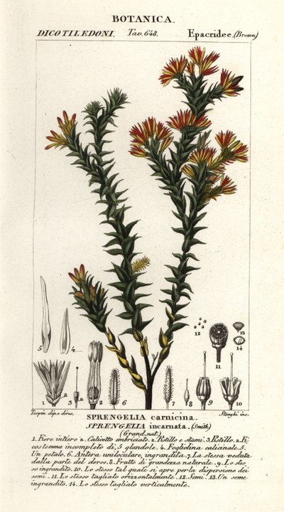 Rosa Sumpfheide, Sprengelia incarnata von Stanghi Stanghi