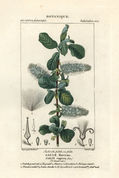 Weidenkätzchen, Salix caprea von Stanghi Stanghi