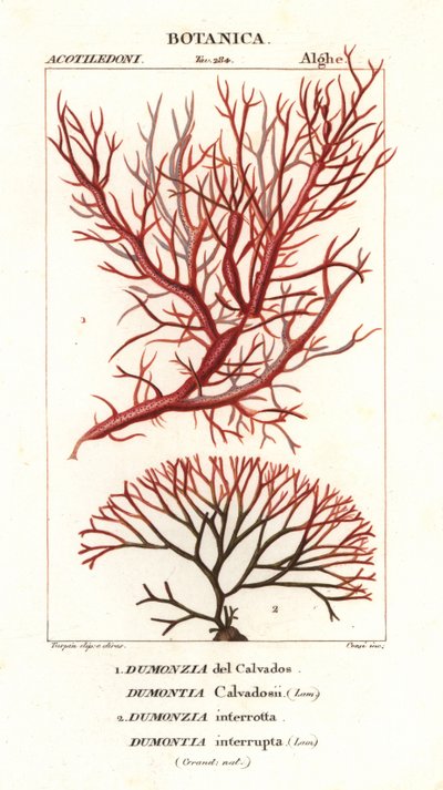 Rotalgen von Stanghi Stanghi