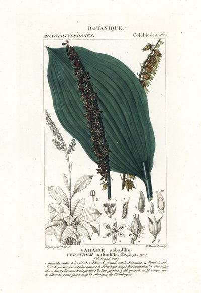 Sabadilla, Schoenocaulon officinale von Stanghi Stanghi