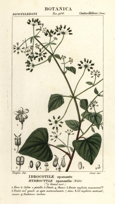 Spananthe paniculata, Hydrocotyle spananthe, Idrocotile spanante von Stanghi Stanghi