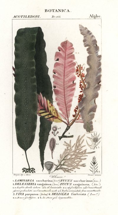 Zuckertang und andere Algen von Stanghi Stanghi