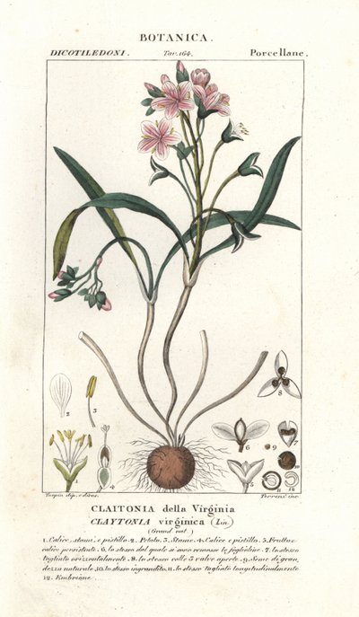 Virginia-Frühlingsschönheit, Claytonia virginica von Stanghi Stanghi