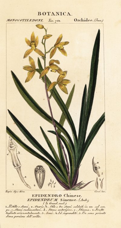 Wan Dai-Fu Orchidee, Cymbidium sinense von Stanghi Stanghi