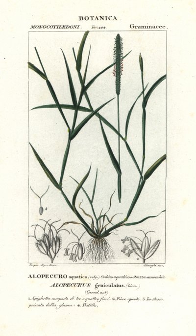 Wasser-Fuchsschwanz, Alopecurus geniculatus von Stanghi Stanghi