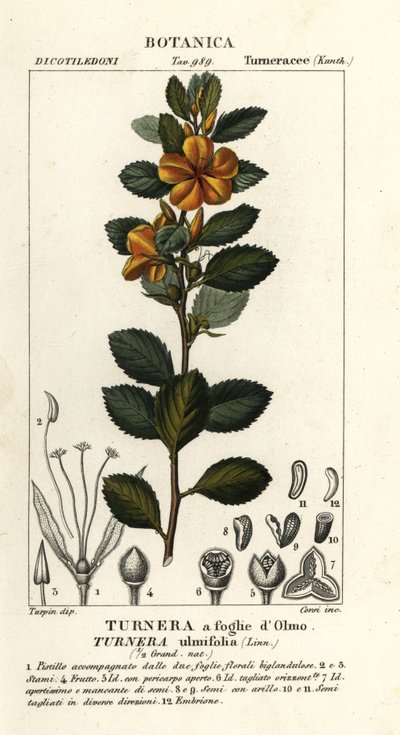 Gelber Alder, Turnera ulmifolia von Stanghi Stanghi