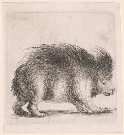 Stachelschwein, nach rechts blickend von Stefano della Bella
