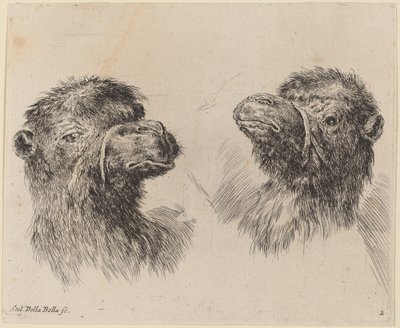 Zwei Kamelköpfe von Stefano della Bella