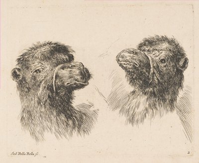 Zwei Kamelköpfe, ca. 1641 von Stefano della Bella