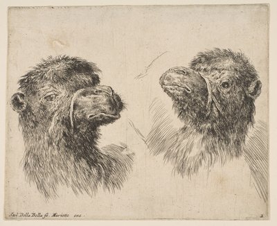 Zwei Kamelköpfe von Stefano della Bella