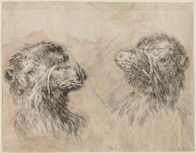 Zwei Kamelköpfe [recto] von Stefano della Bella
