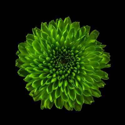 Chrysantheme Nr. 01, 2020 von Steve Gallagher