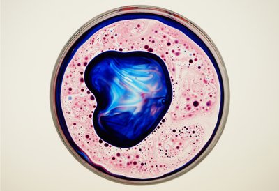 Petrischale, 2024 von Steve Pavlovsky