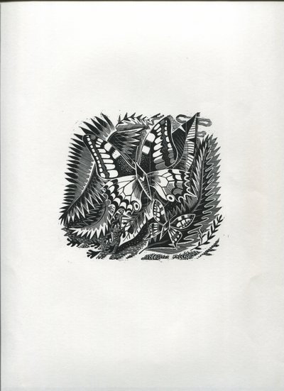 Tropische Schmetterlinge von Suzanne Cooper