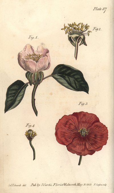 Quittenblüte, Cydonia oblonga, Icosandria von Sydenham Teast Edwards