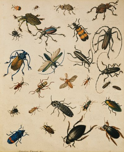 Studien von Insekten von Sydenham Teast Edwards