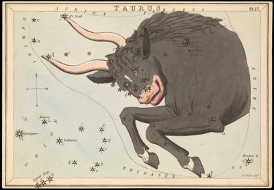 Stier, ca. 1825 von Sydney Hall