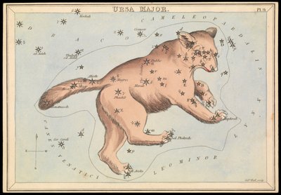 Großer Bär, ca. 1825 (Karton, Papier, Gewebe) von Sydney Hall