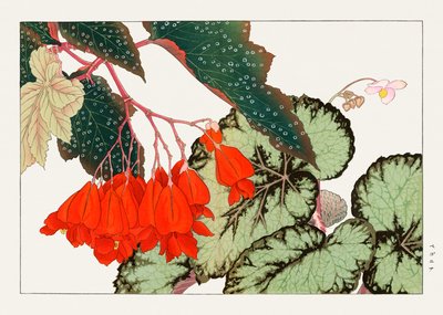 Cracklin Rosie Begonienblume aus "Seiyou Sokazufu" von Tanigami Konan