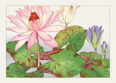 Nymphaea lotus aus "Seiyou Sokazufu" von Tanigami Konan