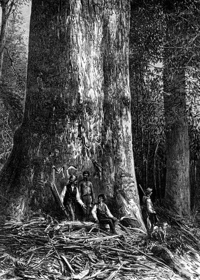 Rieseneukalyptus, Australien, 1886 von Taylor