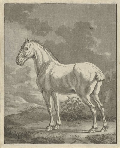 Schimmel auf einer Wiese von Tethart Philip Christian Haag