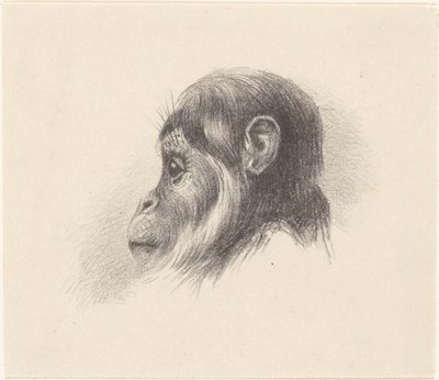 Affenkopf von Theo van Hoytema