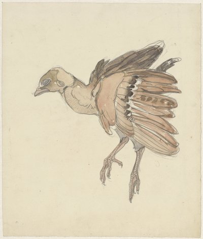 Toter Vogel (Rebhuhn?) von Theo van Hoytema