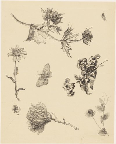Blumen und Blätter von Theo van Hoytema