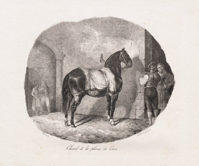 Pferd von der Caen-Ebene von Theodore Gericault