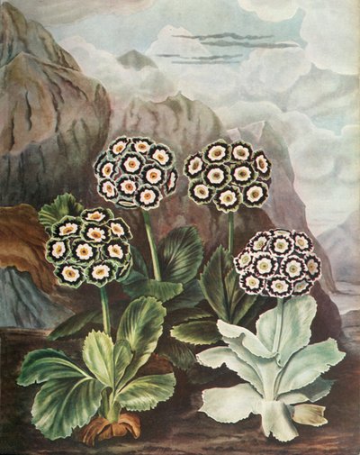 Aurikel, um 1802-1821, 1948 von Thomas Baxter