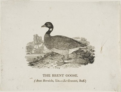 Ringelgans von Thomas Bewick