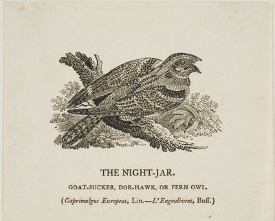 Die Nachtschwalbe von Thomas Bewick