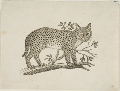 Der Serval von Thomas Bewick