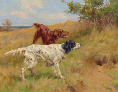 Setter von Thomas Blinks