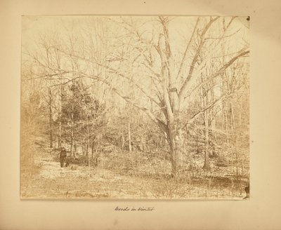 Wald im Winter von Thomas E. Jevons