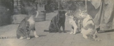 Vier Katzen, ca. 1895 von Thomas Eakins