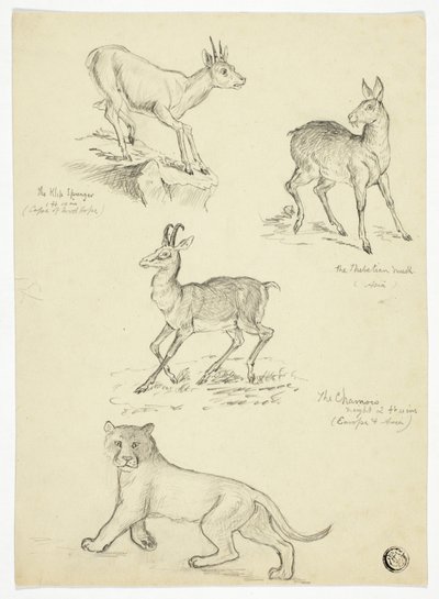 Gämse, Moschus, Klippspringer und Löwe von Thomas Uwins