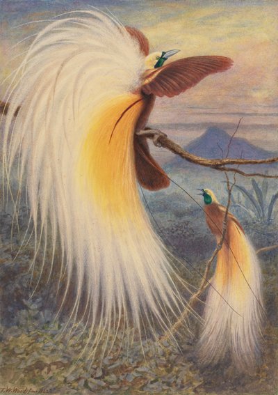 Paradiesvögel von Thomas William Wood