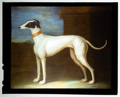 Ein Lieblingswindhund von Thomas of Pall Mall Butler