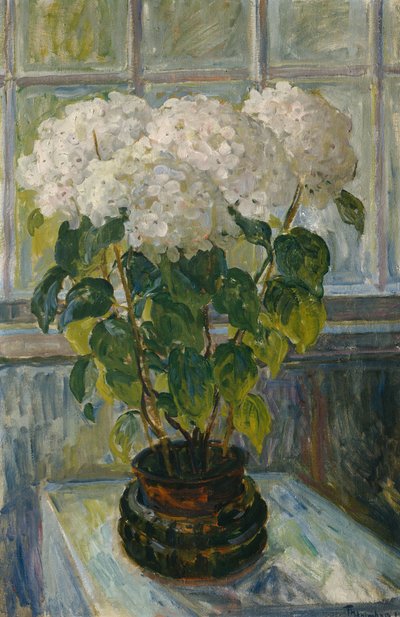 Hortensie von Thorolf Holmboe