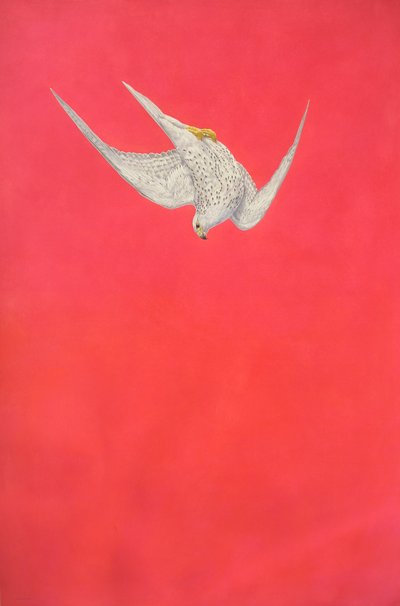 Rosa Swoop; Gerfalke von Tim Hayward