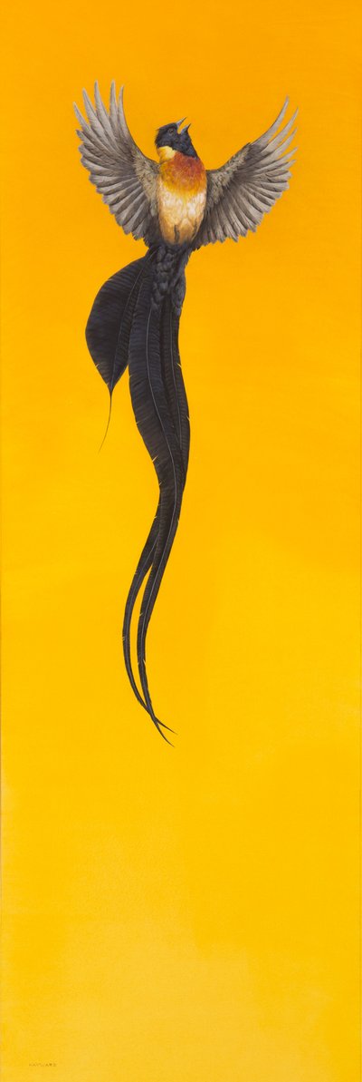 Schweben; Gelb von Tim Hayward