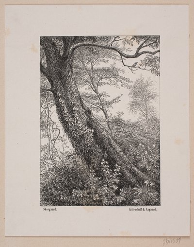 Ein Baumstamm von Ubekendt